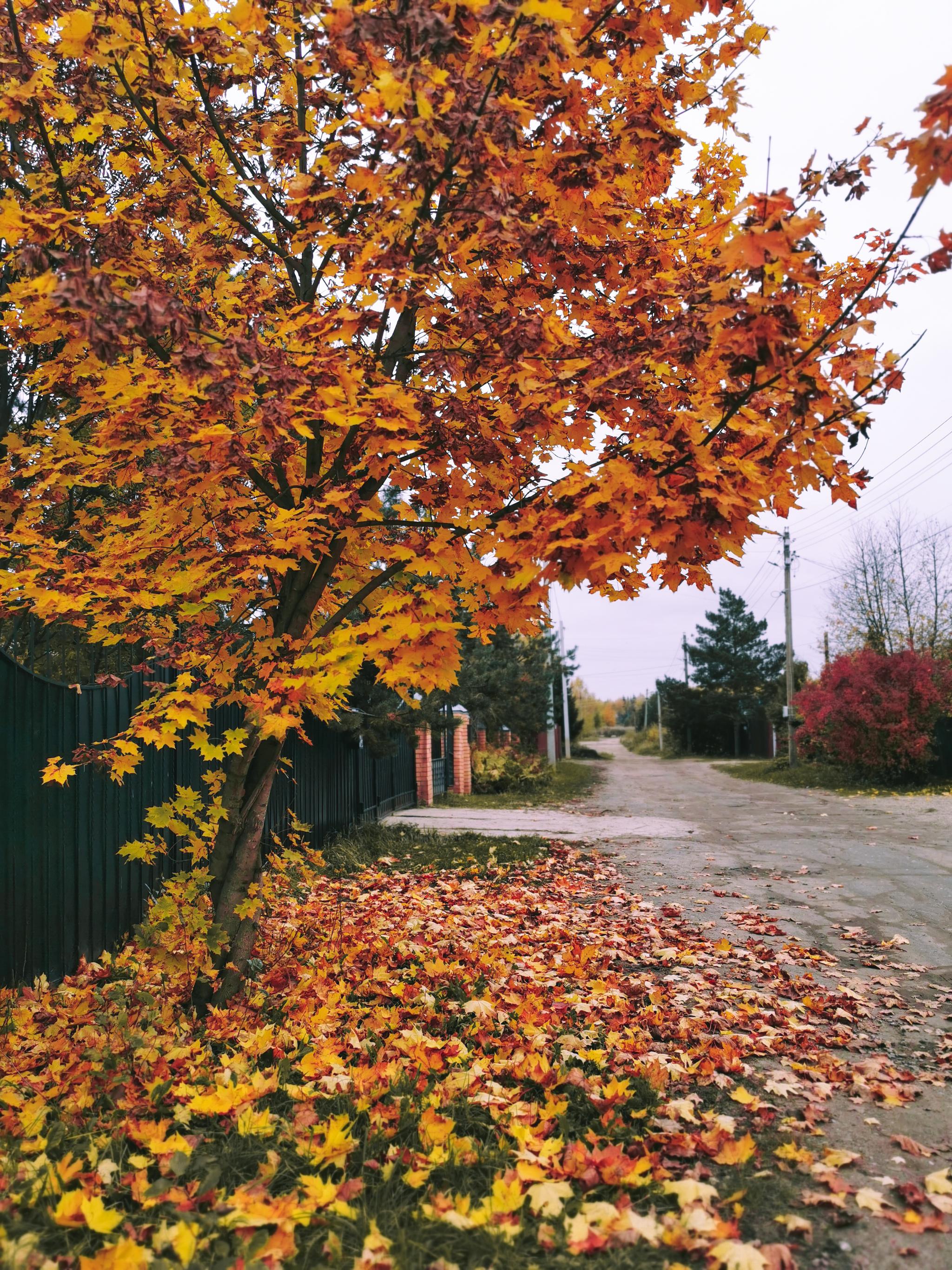 Russian hinterland [5] - My, The photo, Provinces, Kostroma, cat, Dog, Autumn, Summer, Longpost