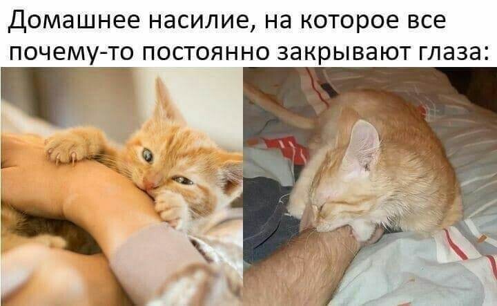 Kus za Rus' - cat, Images, Pets