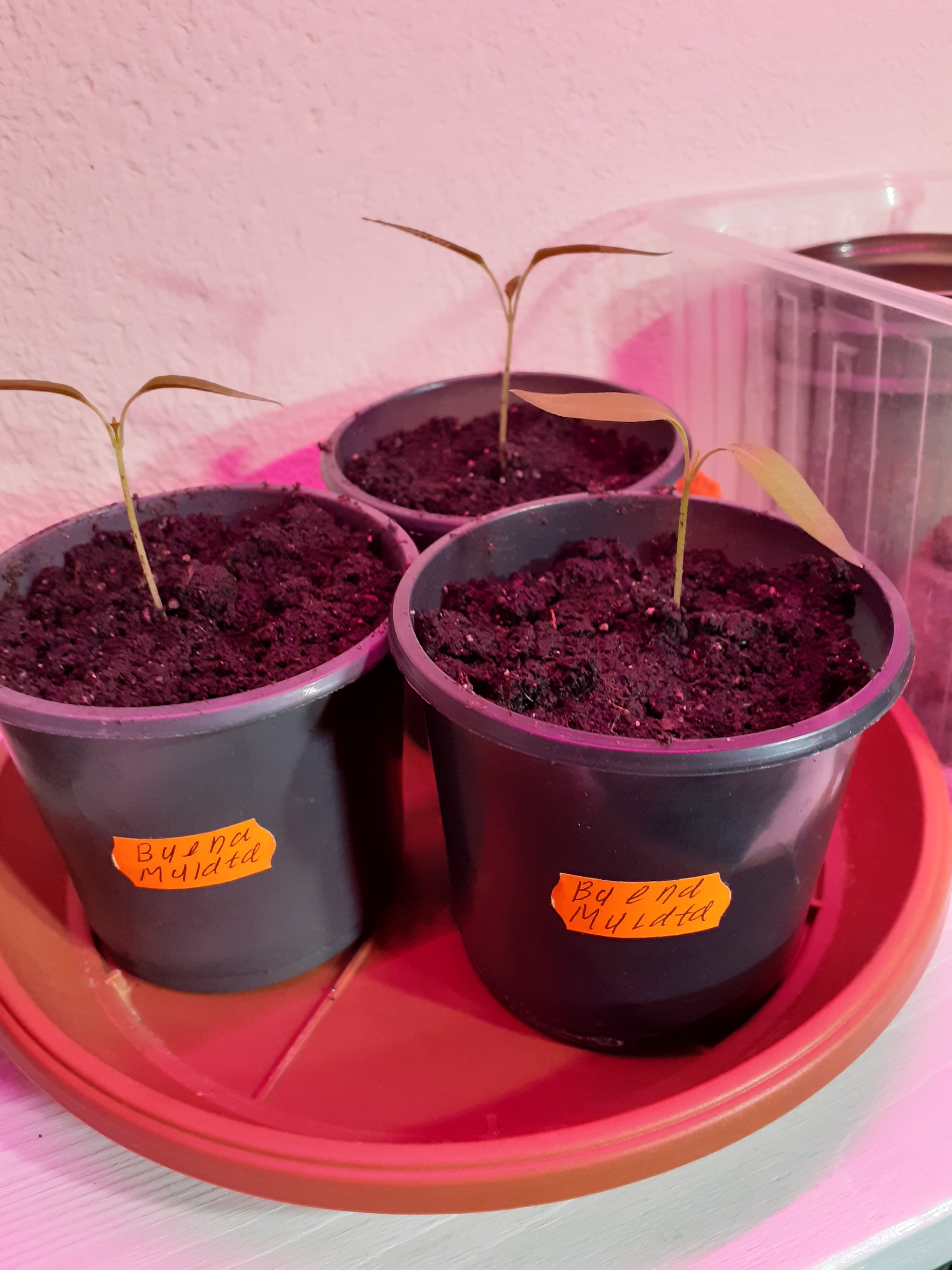 Young growth)) - My, Pepper farming, Garden