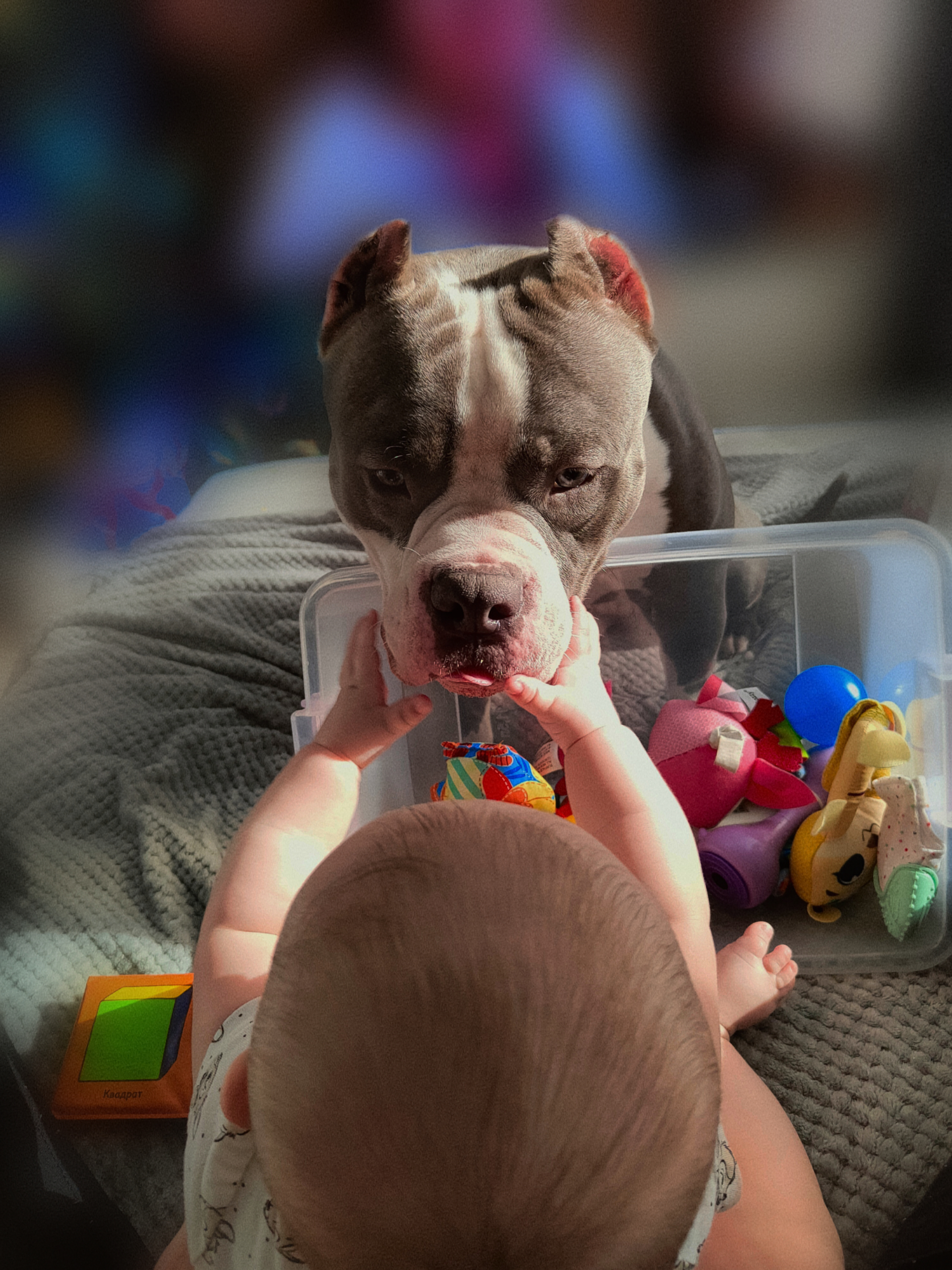 It's Love :3 - My, Dog, Children, American Bully, Love