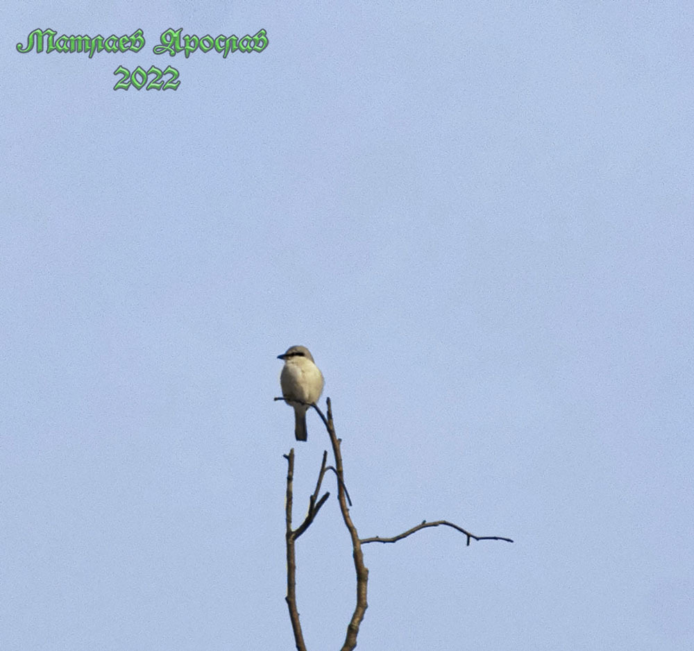 February is better than January - My, Birds, Nature, The nature of Russia, Predator birds, Winter, Schelkovo, Moscow region, Red Book, Photo hunting, Hobby, Ornithology, Video, Longpost