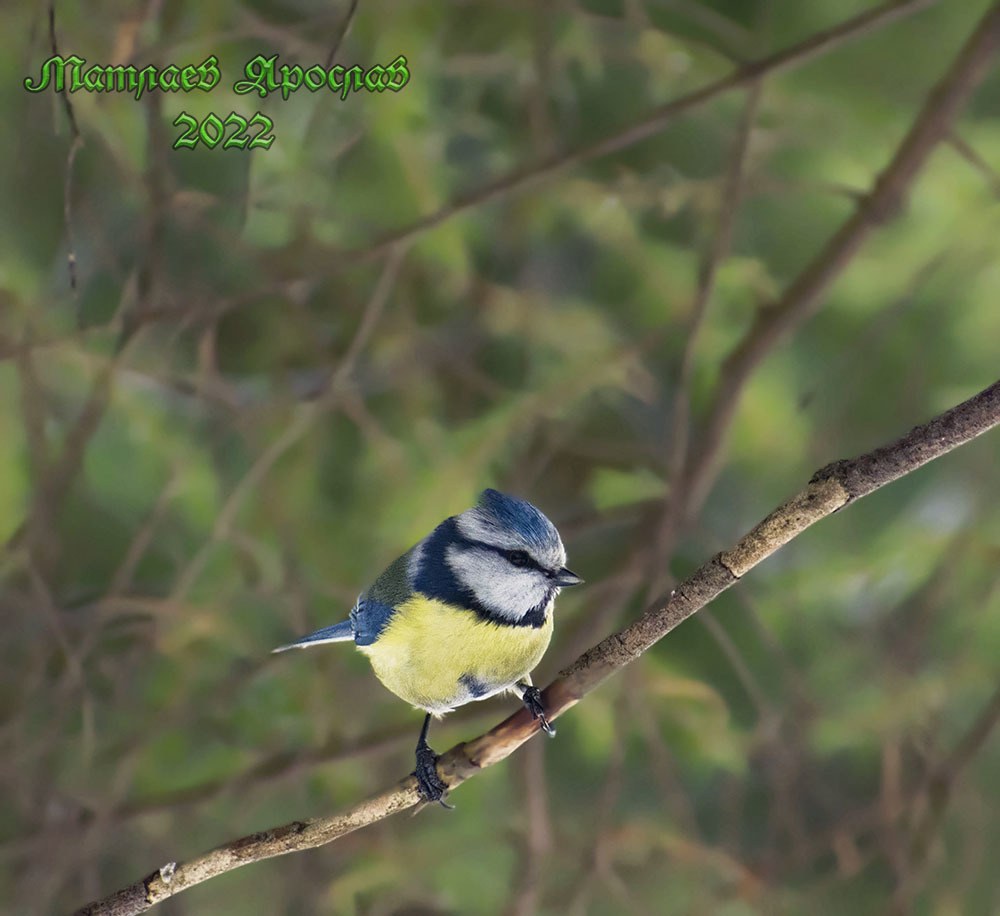 February is better than January - My, Birds, Nature, The nature of Russia, Predator birds, Winter, Schelkovo, Moscow region, Red Book, Photo hunting, Hobby, Ornithology, Video, Longpost