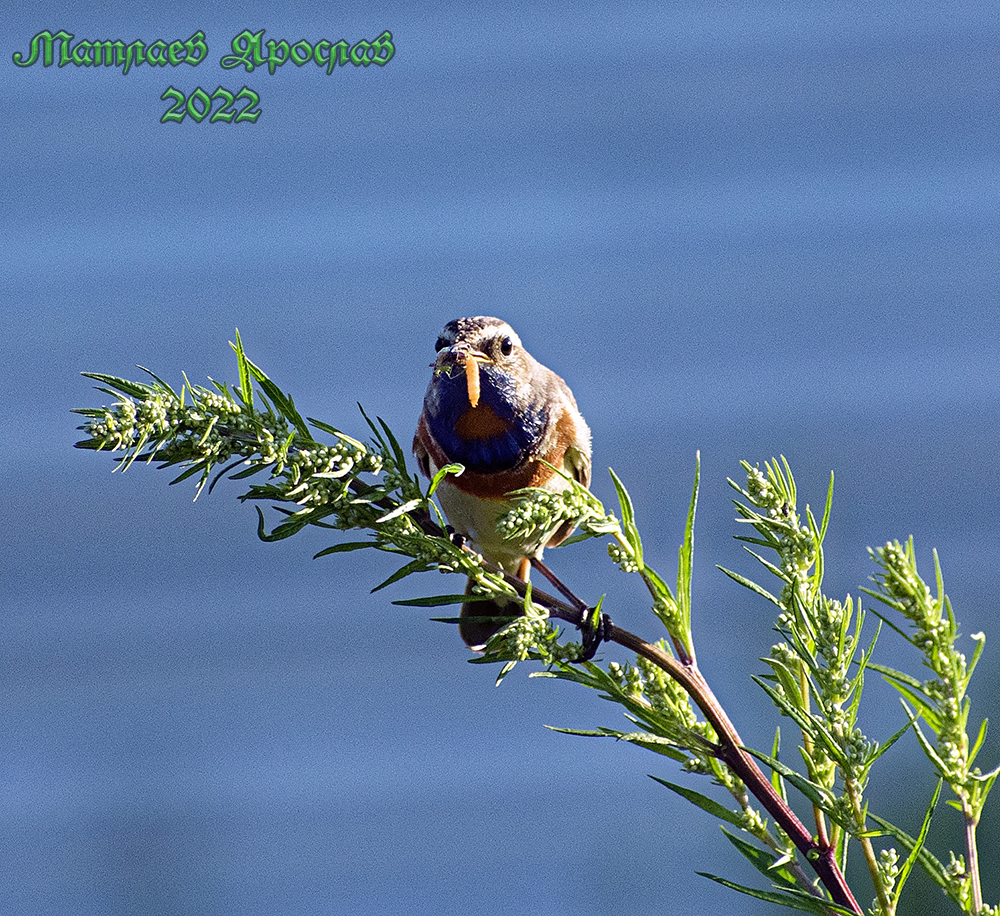 February is better than January - My, Birds, Nature, The nature of Russia, Predator birds, Winter, Schelkovo, Moscow region, Red Book, Photo hunting, Hobby, Ornithology, Video, Longpost