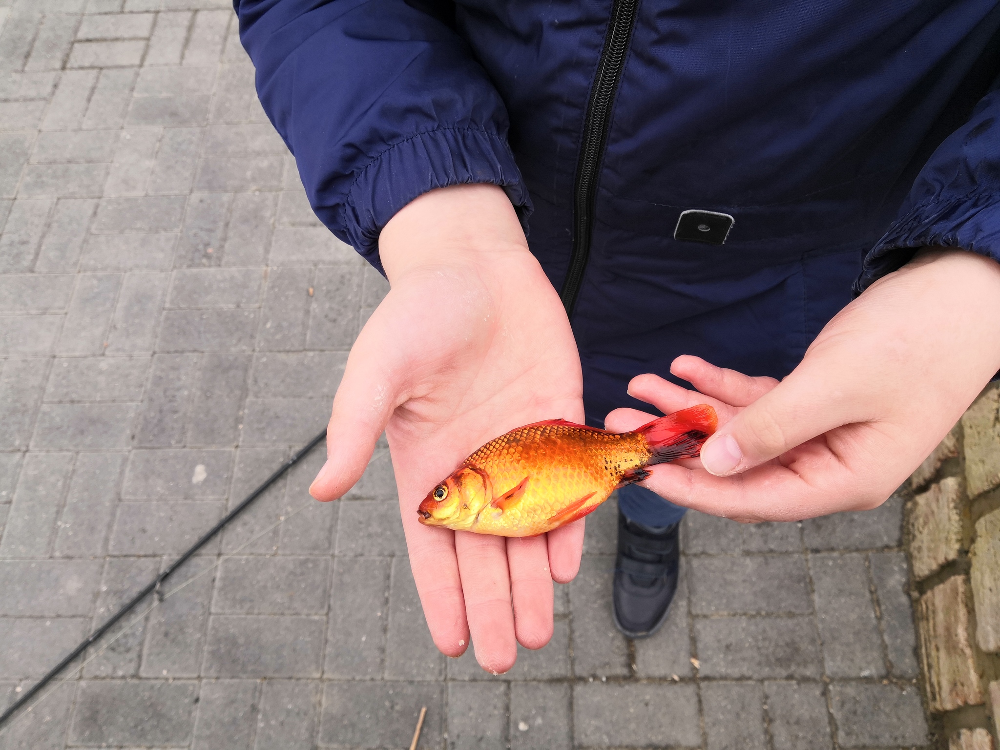 New residents, caught on the bait - My, Aquarium, Fishing, Carp, Video, Longpost