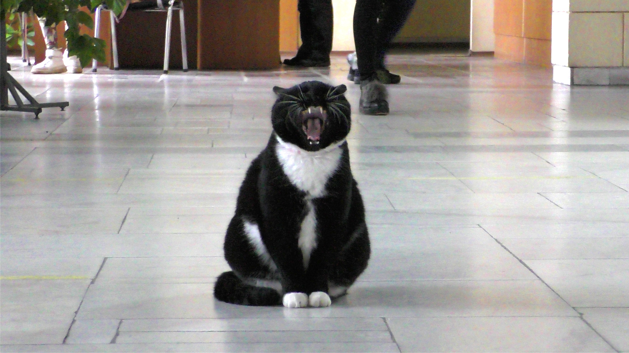 Cat - My, cat, Master, Yawn, Is sitting