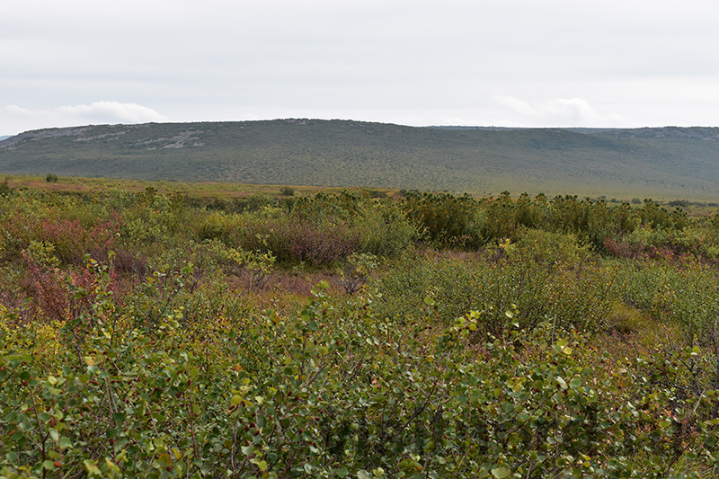 Some more photos from the upper reaches of the Anadyr River - My, Tourism, Travels, Туристы, Travel across Russia, Anadyr, River, North, Chukotka, Nature, Travelers, Longpost, The photo