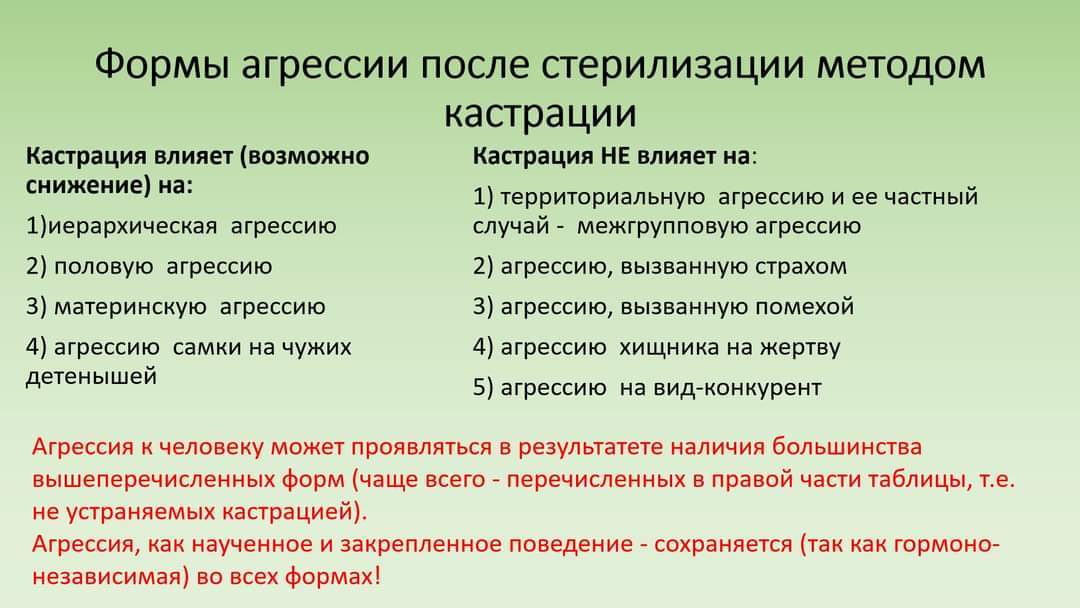 Немного о немотивированной агрессии собак - Бродячие собаки, Освв, Агрессия