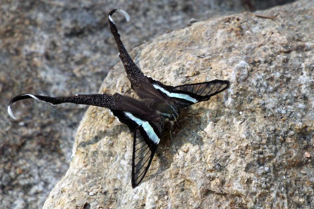 Green Dragontail: A butterfly of stunning beauty, but why does it need long tails in the back? - Butterfly, Insects, Animal book, Yandex Zen, Video, Longpost