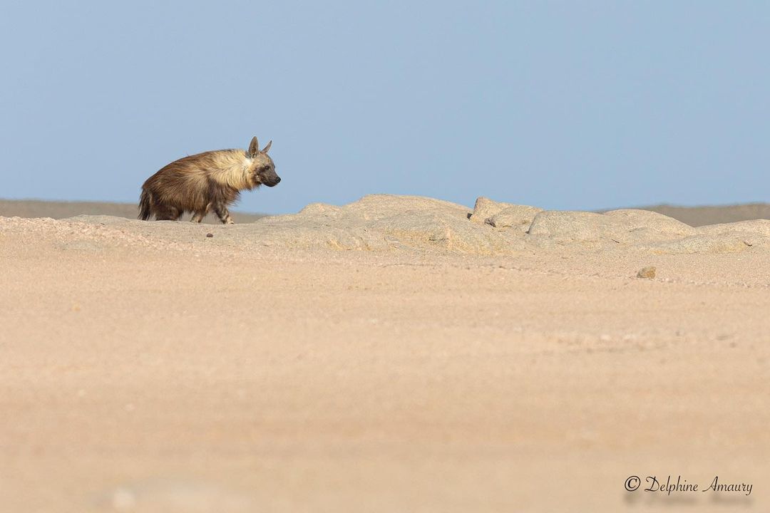 Brown hyena in the sands - Hyena, Brown hyena, Predatory animals, Wild animals, wildlife, South Africa, The photo, Longpost