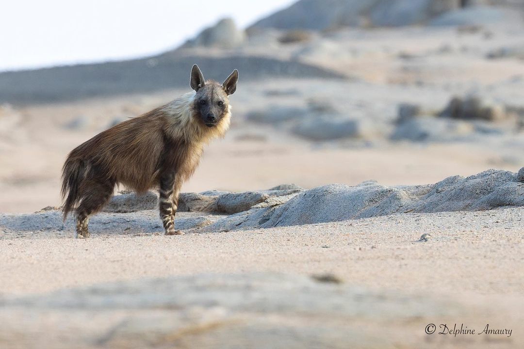 Brown hyena in the sands - Hyena, Brown hyena, Predatory animals, Wild animals, wildlife, South Africa, The photo, Longpost