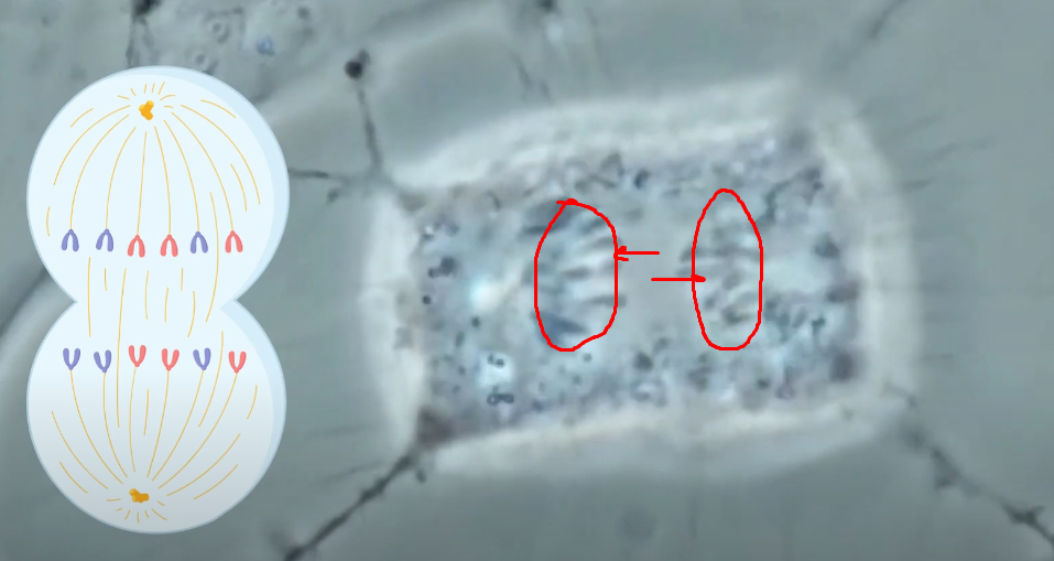 About mitosis on the fingers - My, Nauchpop, Biology, Video, Longpost