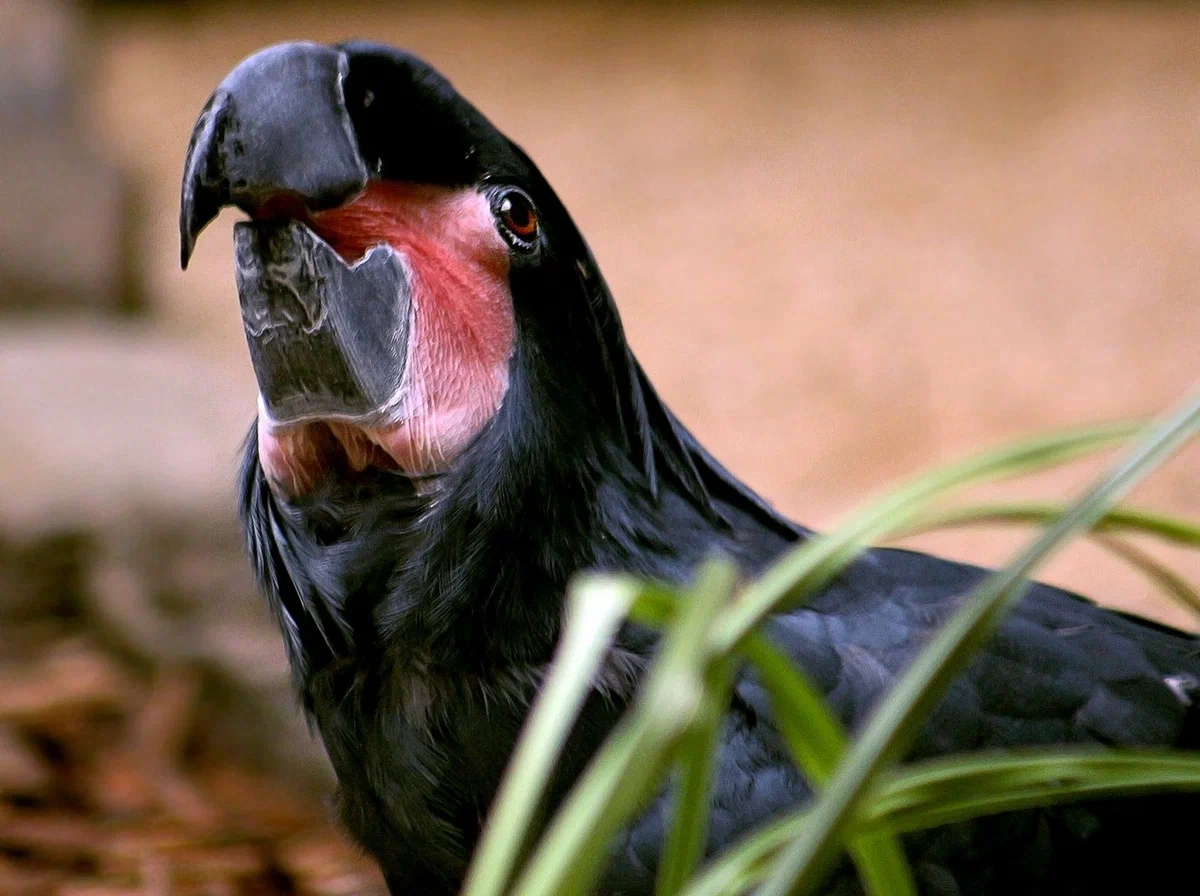 Black Cockatoo: Informal from the world of parrots. Dark and gothic. How does it behave in the wild? - Cockatoo, A parrot, Animal book, Yandex Zen, Longpost