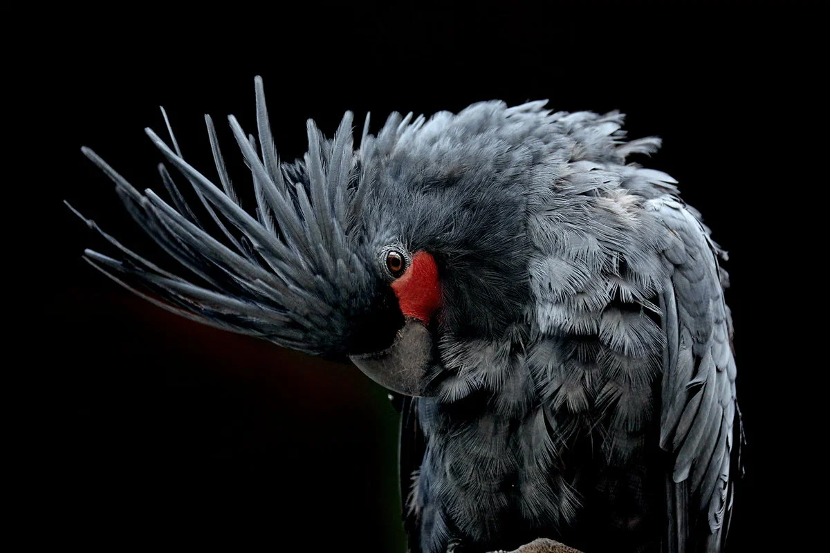 Black Cockatoo: Informal from the world of parrots. Dark and gothic. How does it behave in the wild? - Cockatoo, A parrot, Animal book, Yandex Zen, Longpost