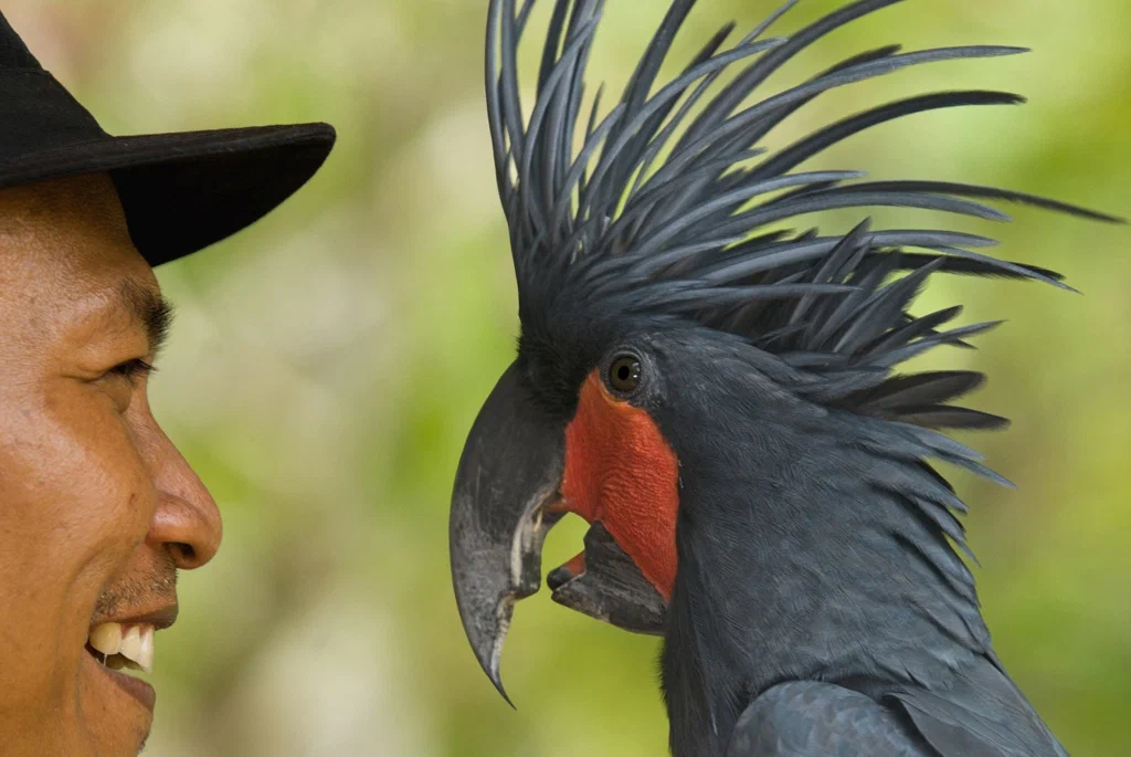 Black Cockatoo: Informal from the world of parrots. Dark and gothic. How does it behave in the wild? - Cockatoo, A parrot, Animal book, Yandex Zen, Longpost