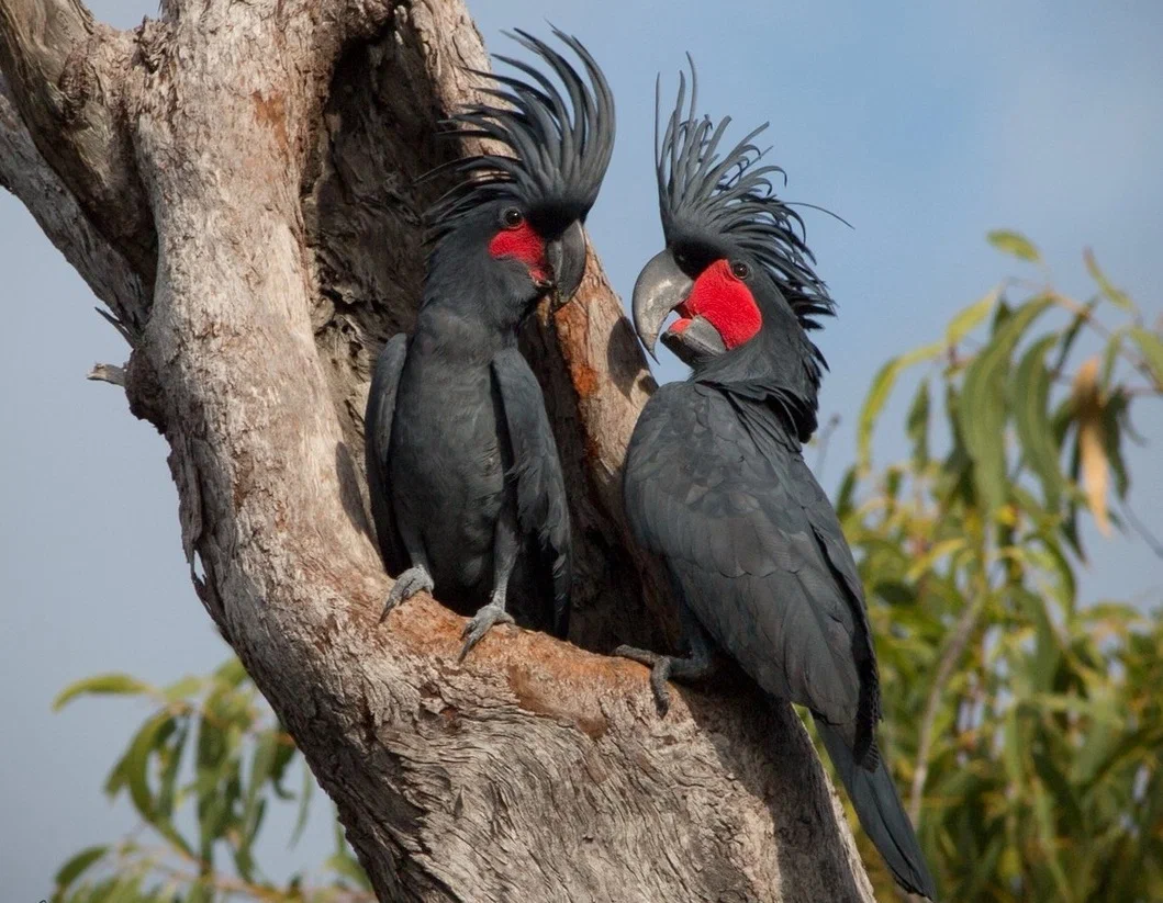 Black Cockatoo: Informal from the world of parrots. Dark and gothic. How does it behave in the wild? - Cockatoo, A parrot, Animal book, Yandex Zen, Longpost