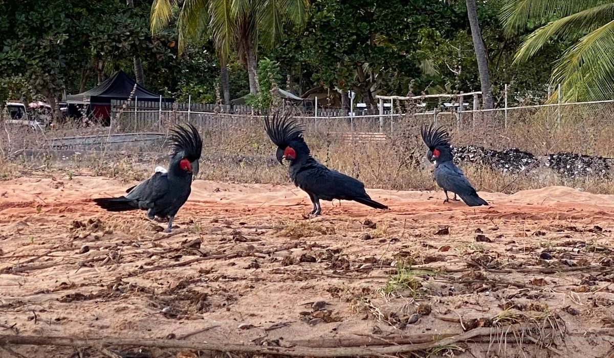 Black Cockatoo: Informal from the world of parrots. Dark and gothic. How does it behave in the wild? - Cockatoo, A parrot, Animal book, Yandex Zen, Longpost