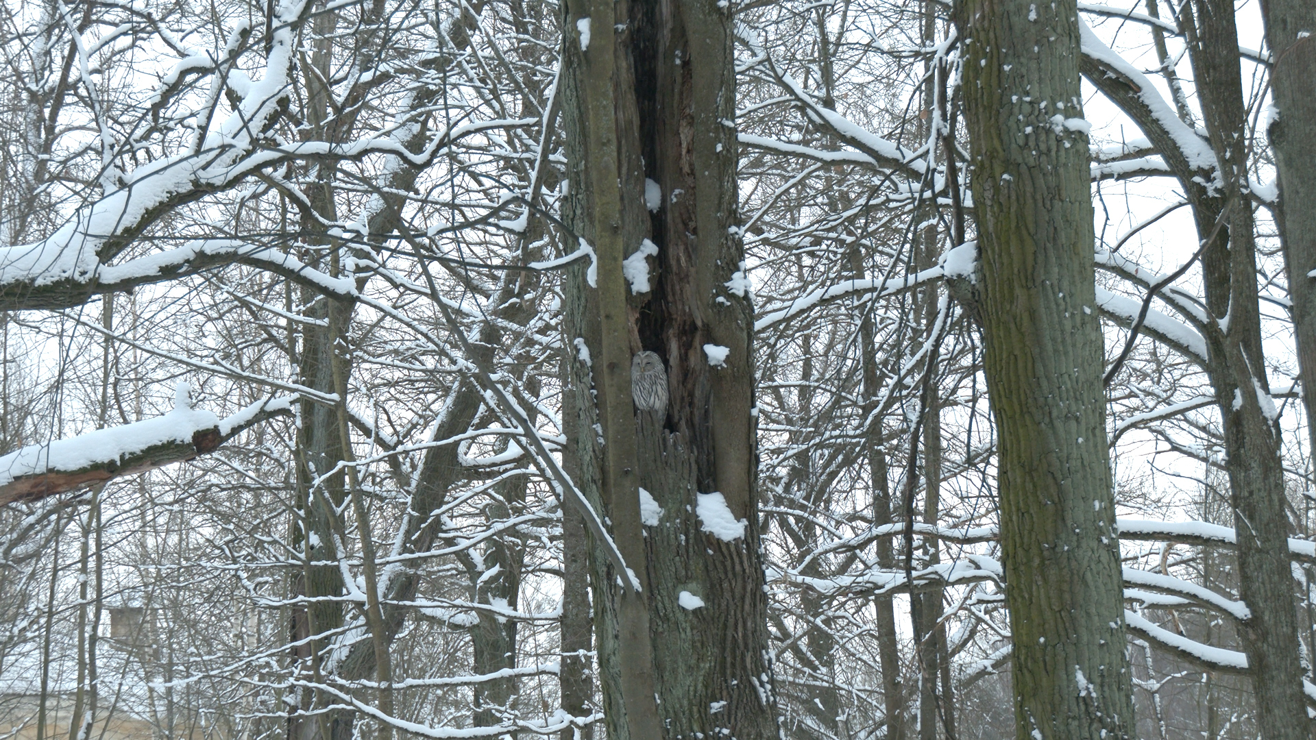 Long-tailed Owls settled in ST. PETERSBURG - My, Beavers, Wild animals, Animal protection, Each creature has a pair, Pavel Glazkov, Animals, Animal Rescue, Longpost, Owl