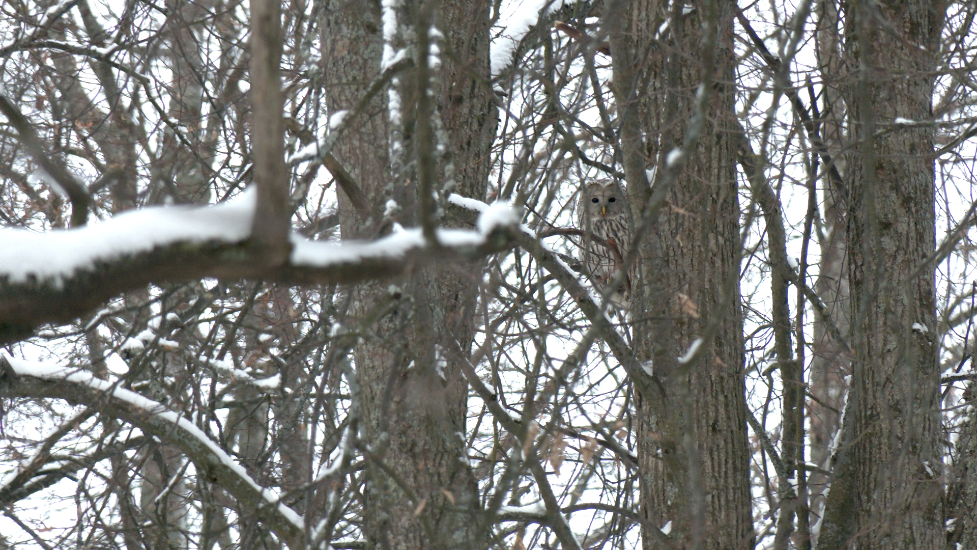 Long-tailed Owls settled in ST. PETERSBURG - My, Beavers, Wild animals, Animal protection, Each creature has a pair, Pavel Glazkov, Animals, Animal Rescue, Longpost, Owl