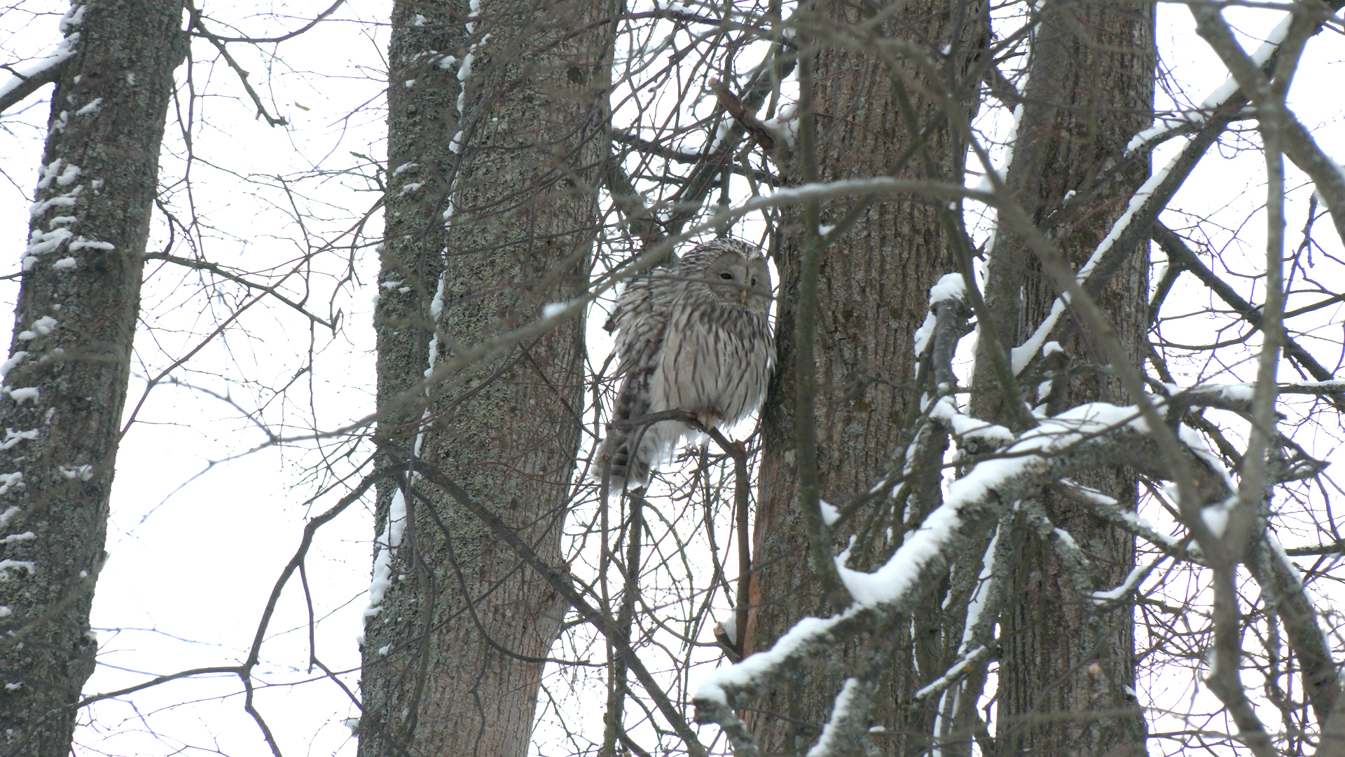 Long-tailed Owls settled in ST. PETERSBURG - My, Beavers, Wild animals, Animal protection, Each creature has a pair, Pavel Glazkov, Animals, Animal Rescue, Longpost, Owl