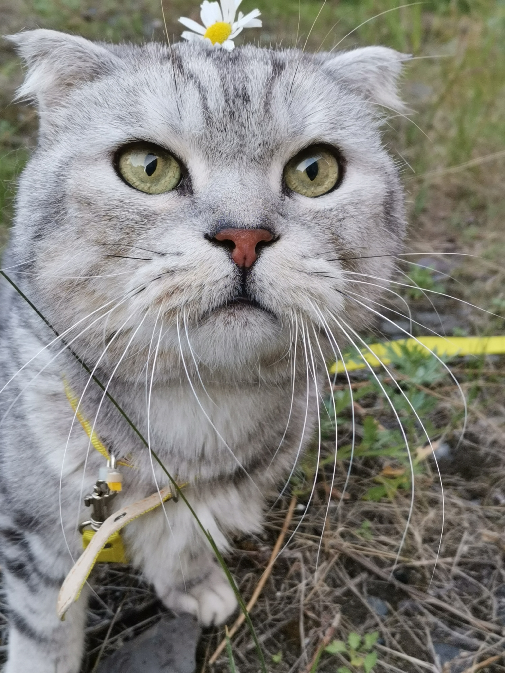 On a walk - My, cat, Chamomile, Pets