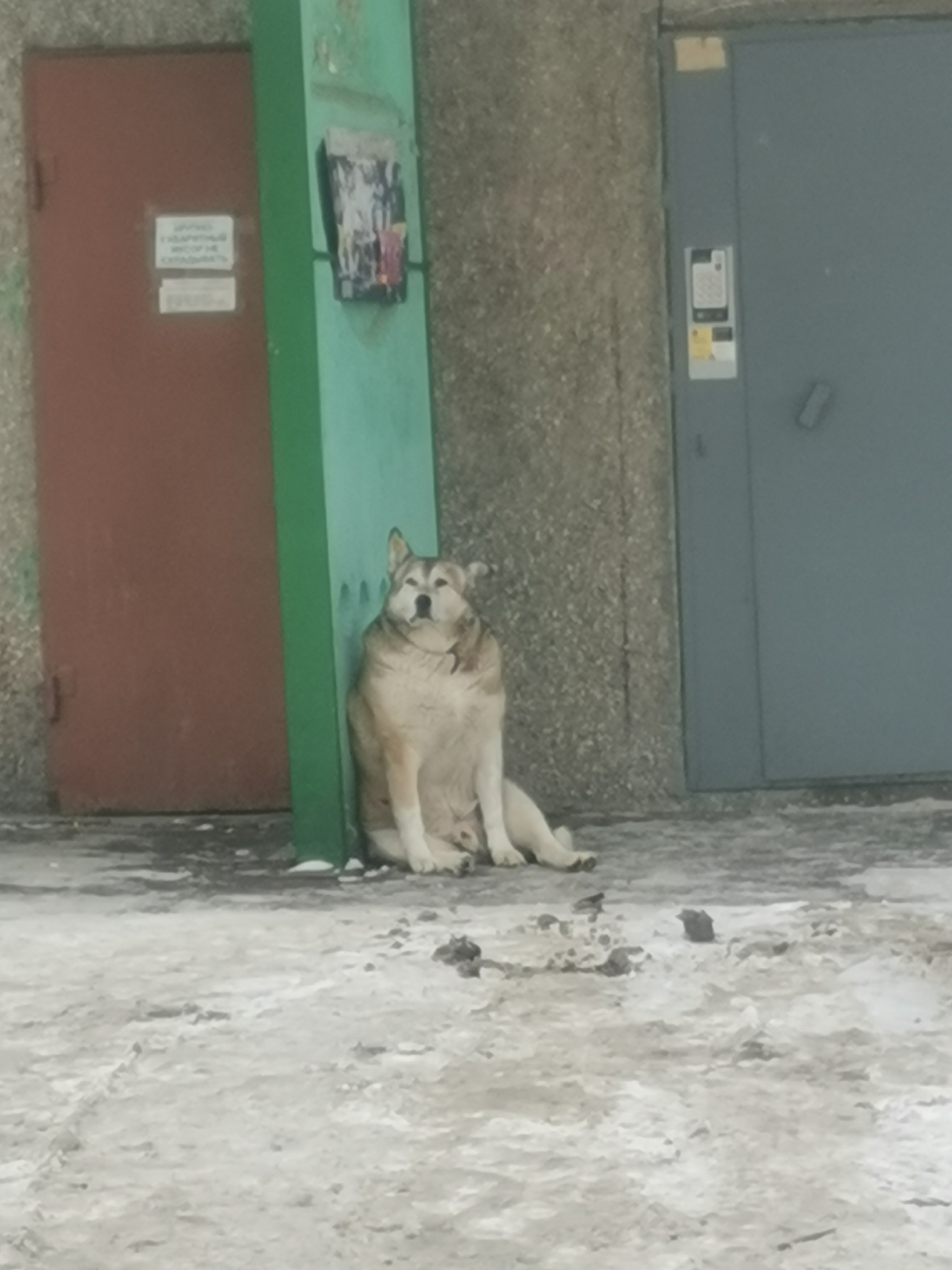 Ну ты, это.. заходи, если что... - Моё, Собака, Фотография, Домашние животные, Бродячие собаки