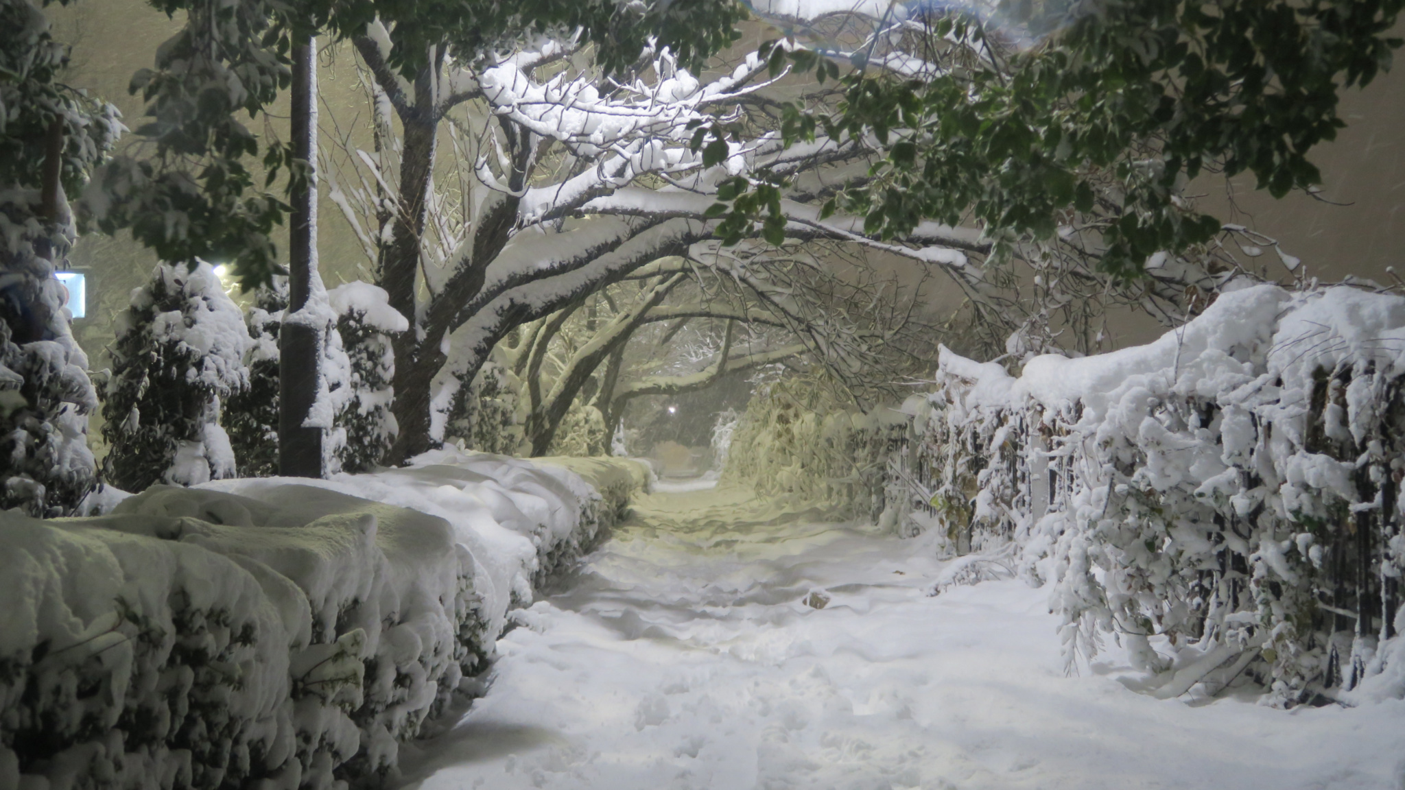 One winter day in Tokyo - My, Japan, Tokyo, Snow, Winter, The photo, Longpost