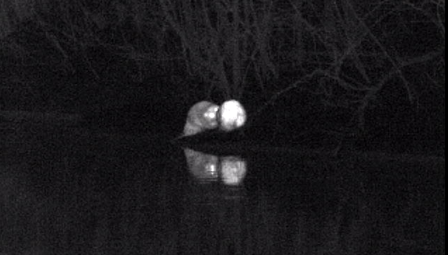 How did the BEAVERS of St. Petersburg celebrate Valentine's Day? - My, Beavers, Okkerville, Saint Petersburg, wildlife, The nature of Russia, Thermal imager, Each creature has a pair, Pavel Glazkov, Wild animals, beauty of nature, Longpost