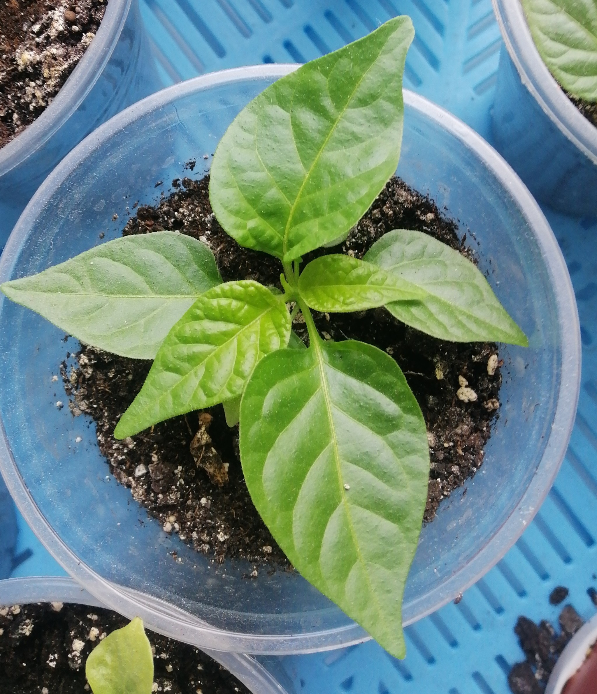 Help the newcomer. Episode V - My, Growing, Pepper farming, Need advice, Longpost