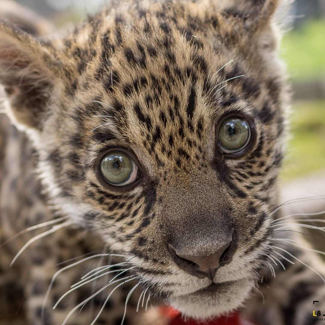 Portrait of a Jaguar Kitten - Jaguar, Young, Big cats, Cat family, Predatory animals, Wild animals, South America, The photo, Portrait