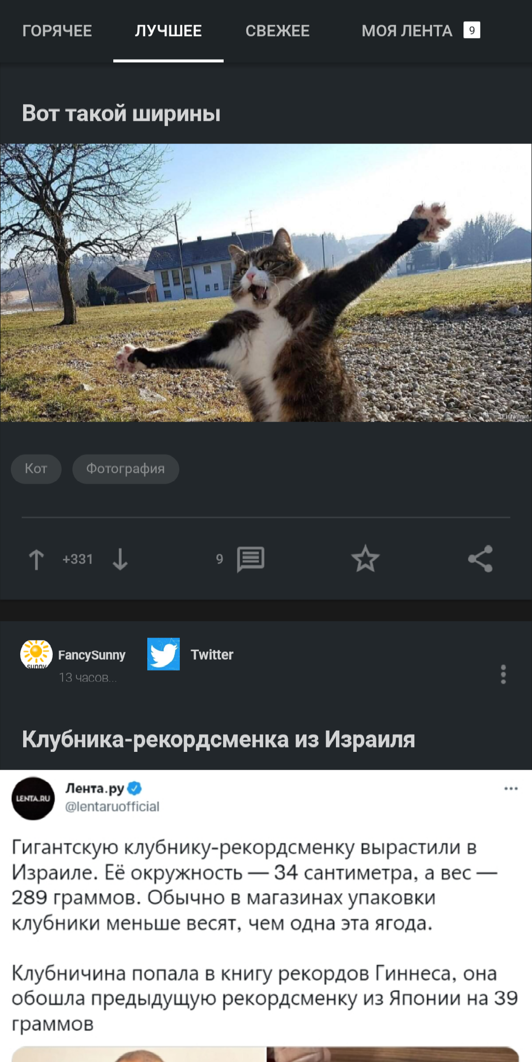 Funny coincidence - Funny, Matching posts, Screenshot, cat