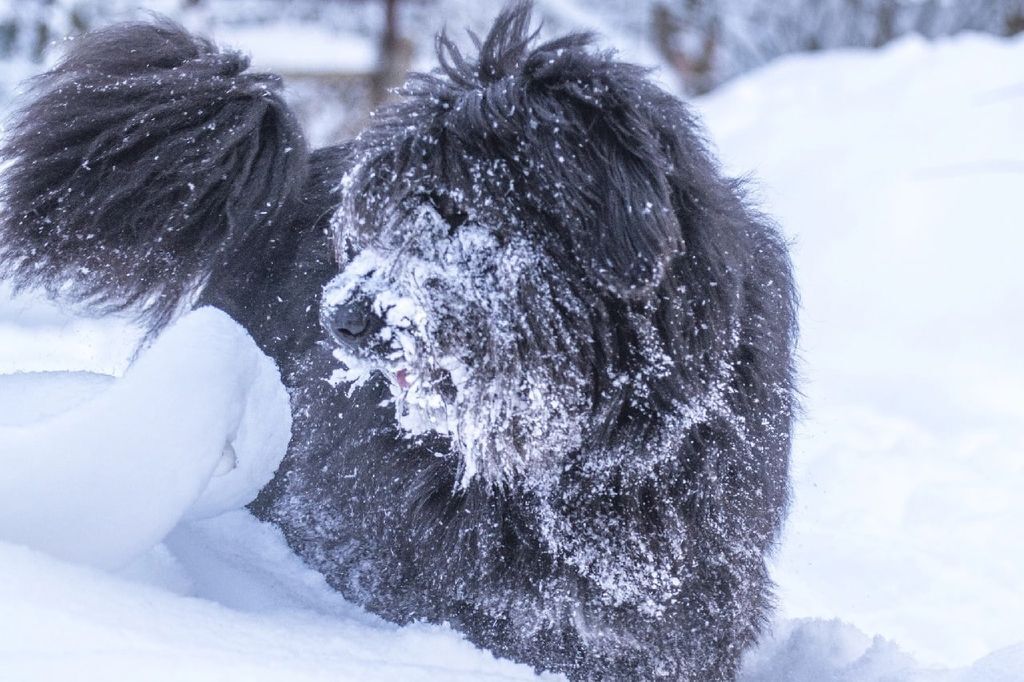 Зимний Дар - Моё, В добрые руки, Собака, Помощь животным, Домашние животные, Шнауцеры, Ризеншнауцер, Москва, Тверь, Без рейтинга, Продолжение, Длиннопост