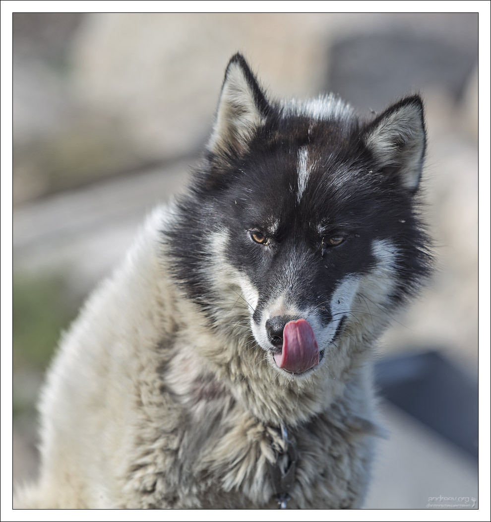 Visiting a Husky - My, Greenland, Dog, Husky, Iceberg, Island, The photo, Longpost