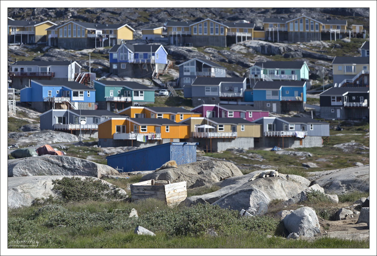 Visiting a Husky - My, Greenland, Dog, Husky, Iceberg, Island, The photo, Longpost