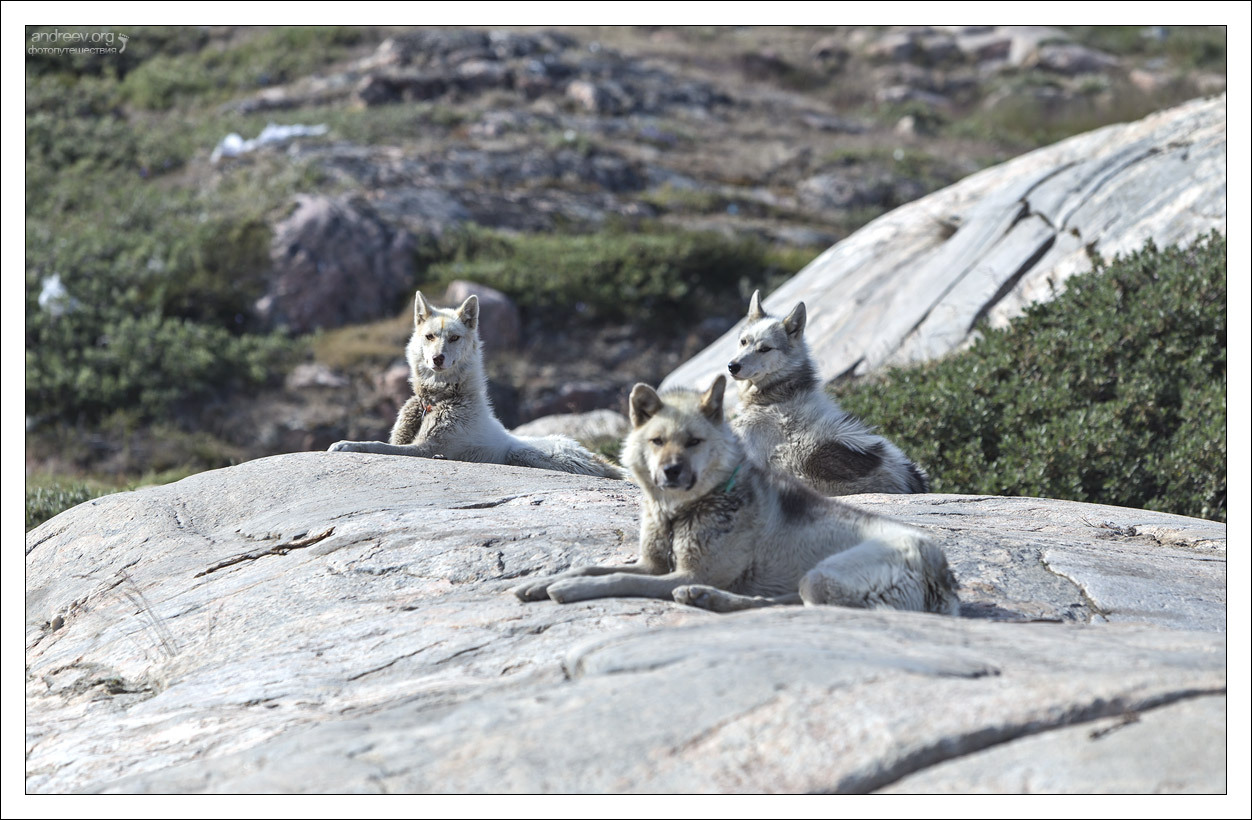 Visiting a Husky - My, Greenland, Dog, Husky, Iceberg, Island, The photo, Longpost