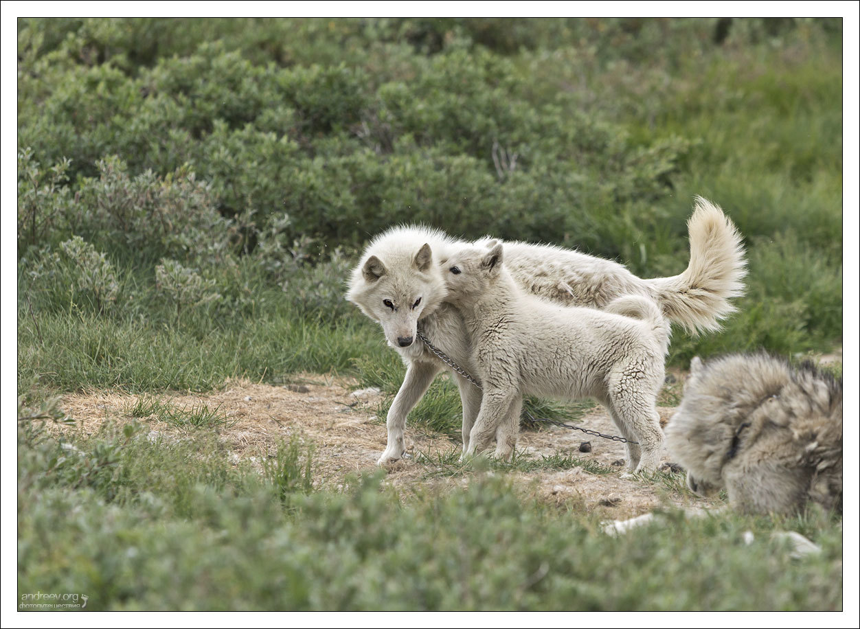 Visiting a Husky - My, Greenland, Dog, Husky, Iceberg, Island, The photo, Longpost