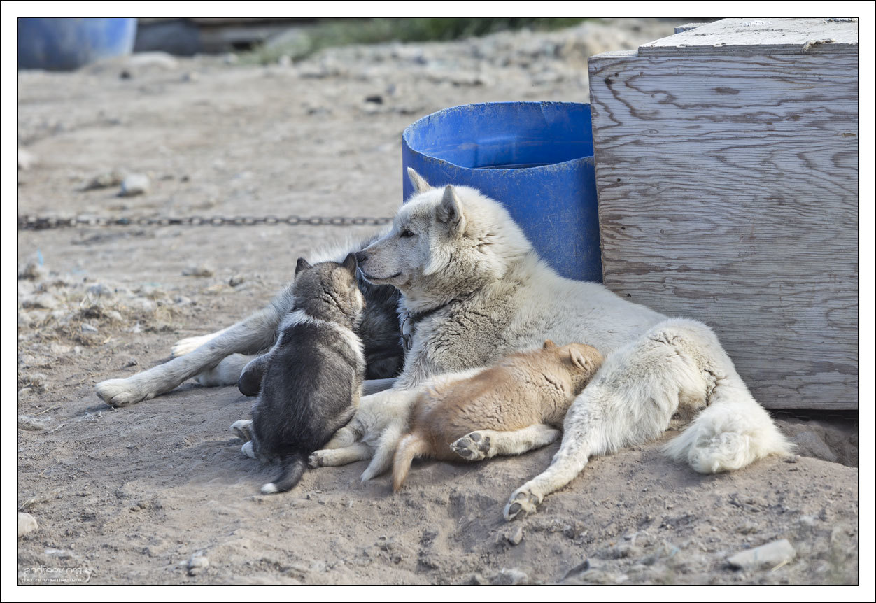 Visiting a Husky - My, Greenland, Dog, Husky, Iceberg, Island, The photo, Longpost