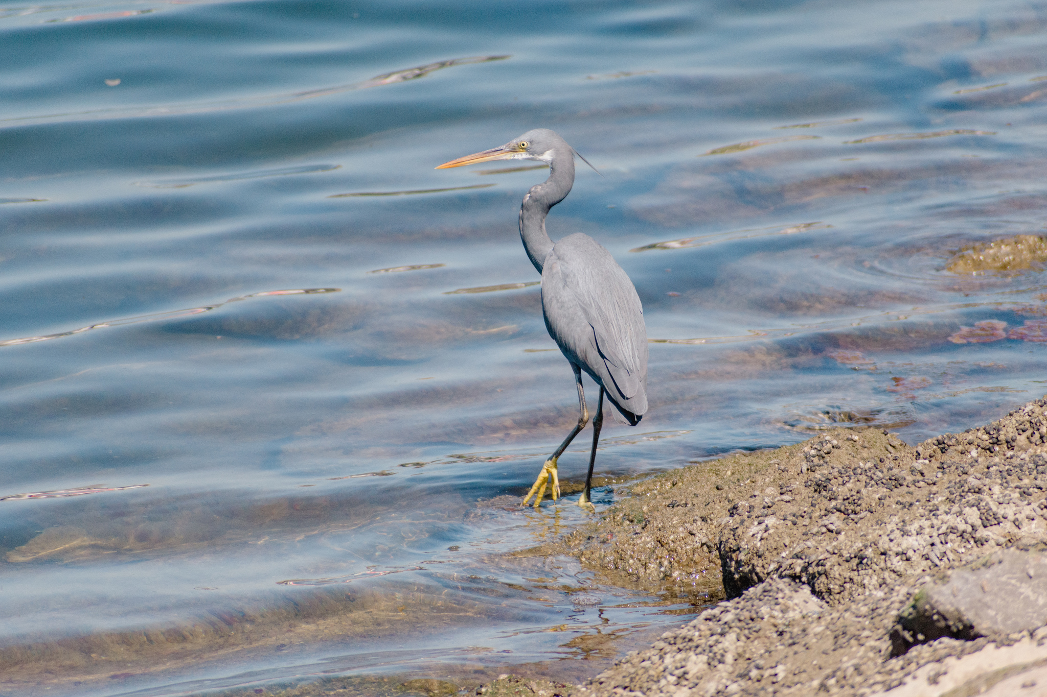 Reef heron - My, Nikon, The photo, Ornithology, Biology, Birds, Animals