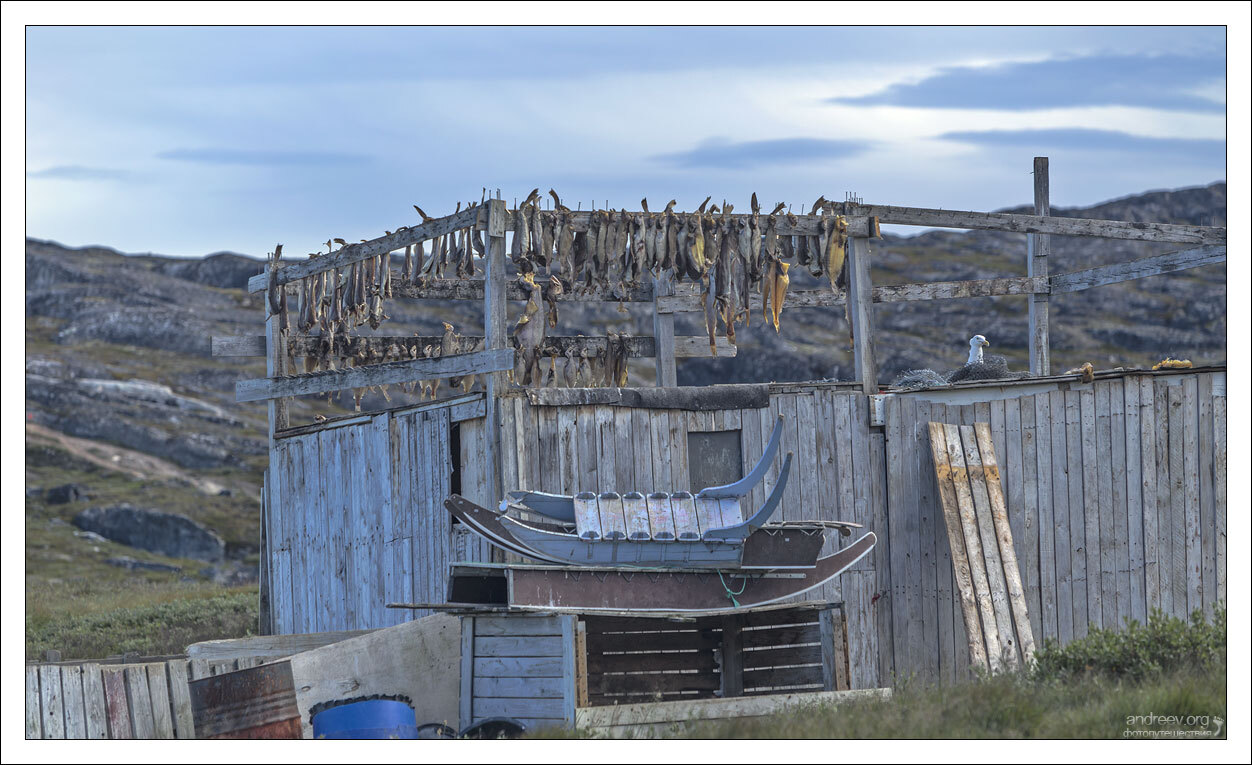 Visiting a Husky - My, Greenland, Dog, Husky, Iceberg, Island, The photo, Longpost