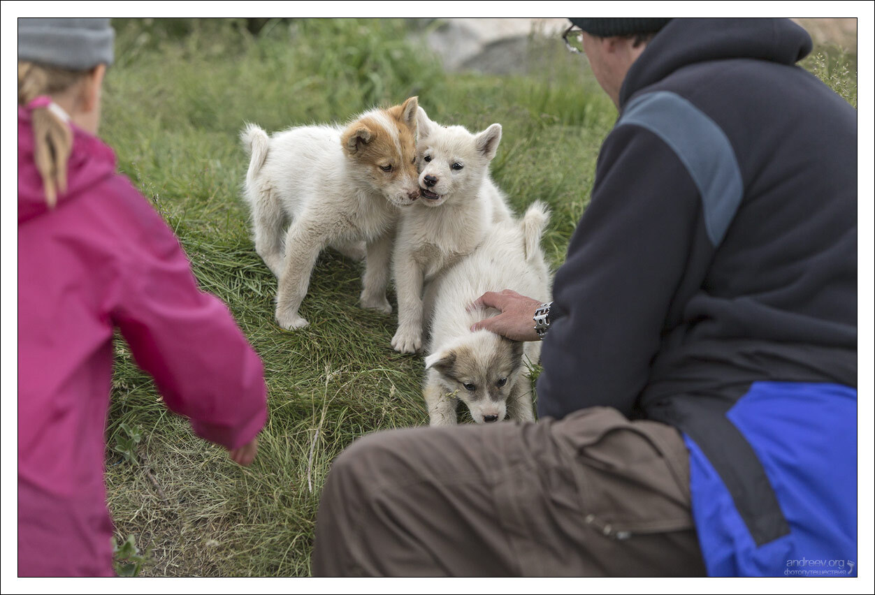 Visiting a Husky - My, Greenland, Dog, Husky, Iceberg, Island, The photo, Longpost