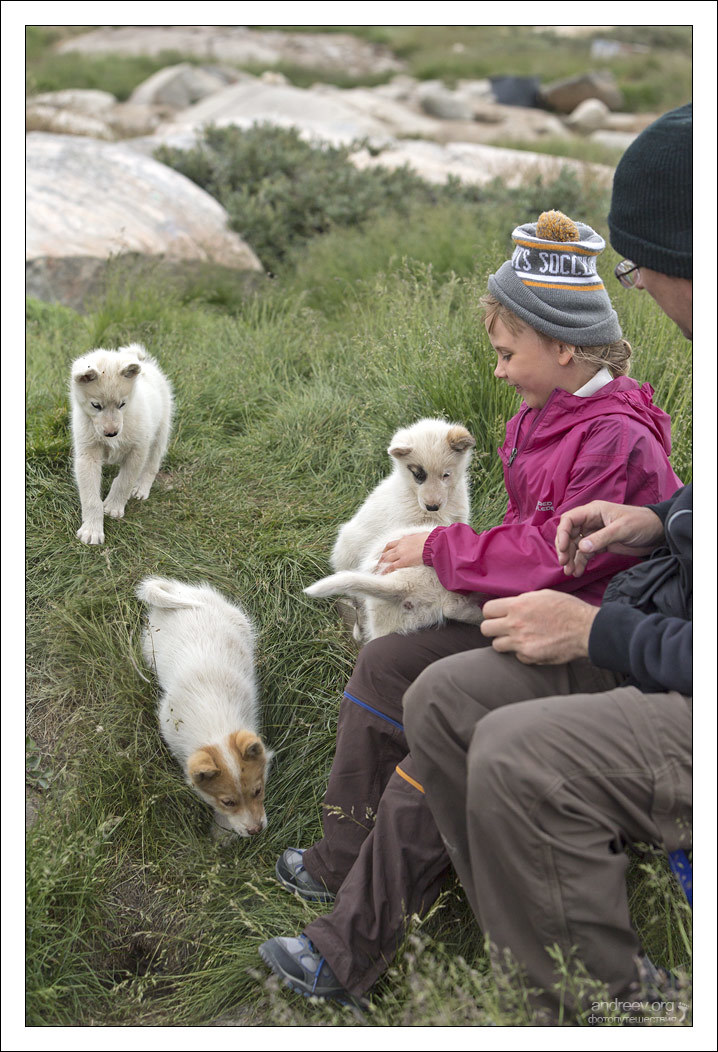 Visiting a Husky - My, Greenland, Dog, Husky, Iceberg, Island, The photo, Longpost