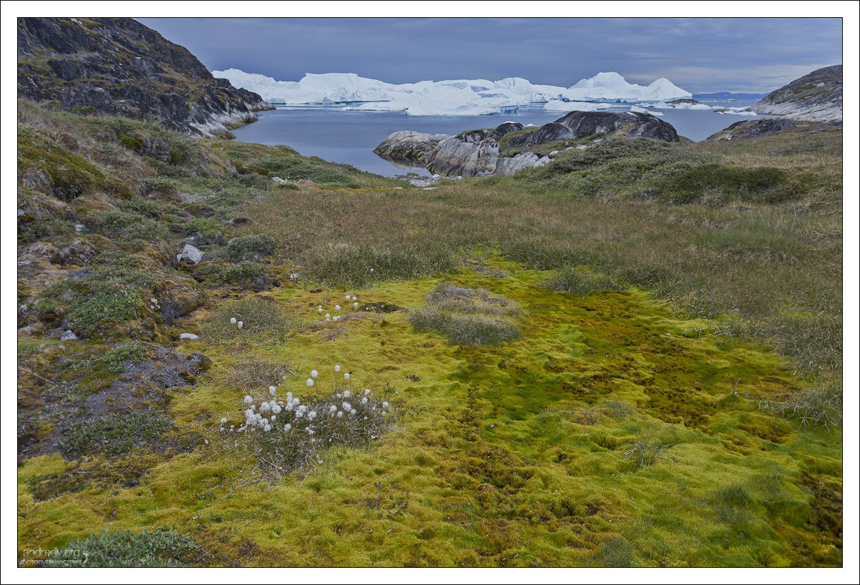 Visiting a Husky - My, Greenland, Dog, Husky, Iceberg, Island, The photo, Longpost