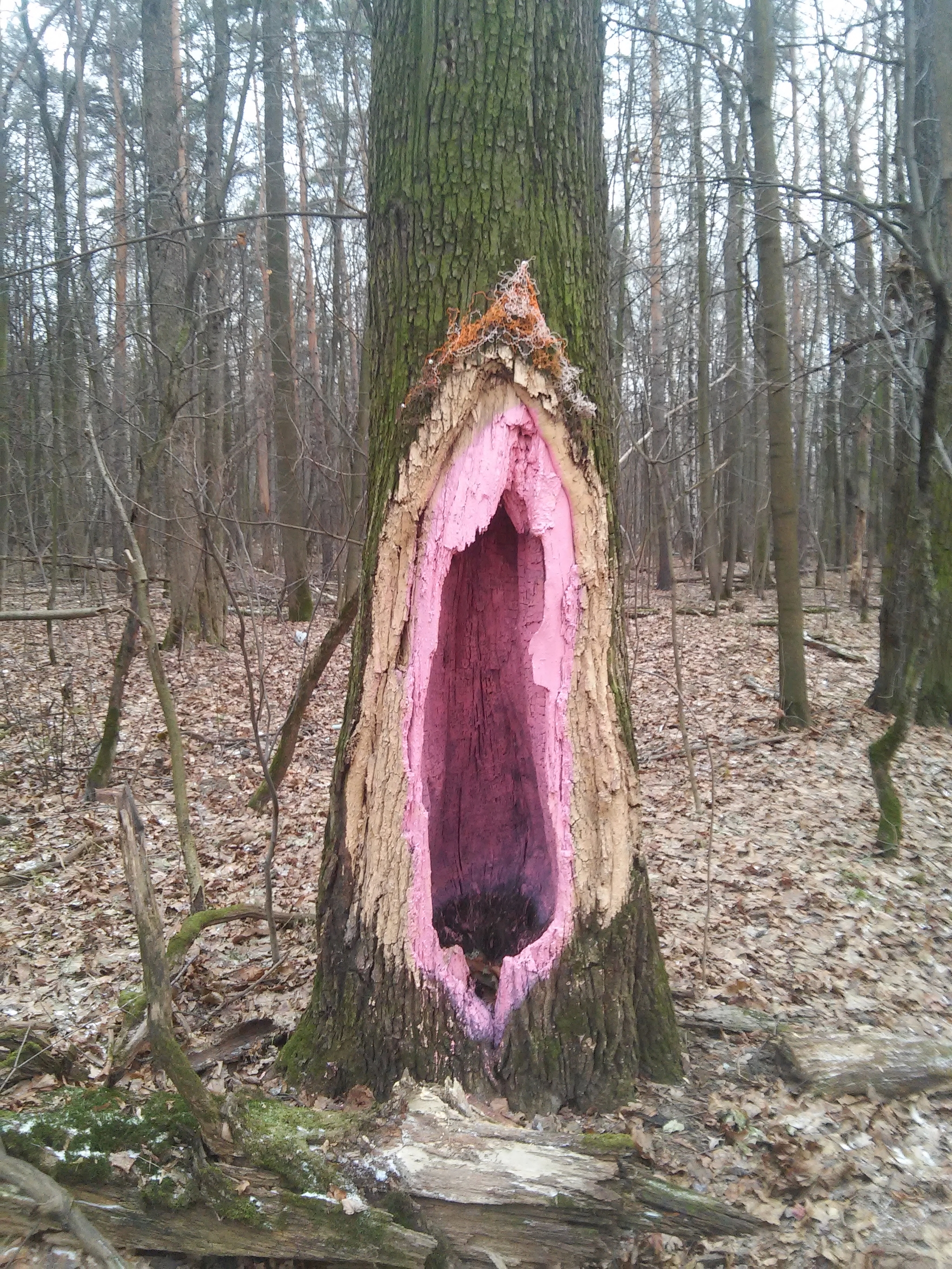 Mother Tree, or in p**do - My, Elk Island, Forest, Hollow, Tree of Life, Longpost