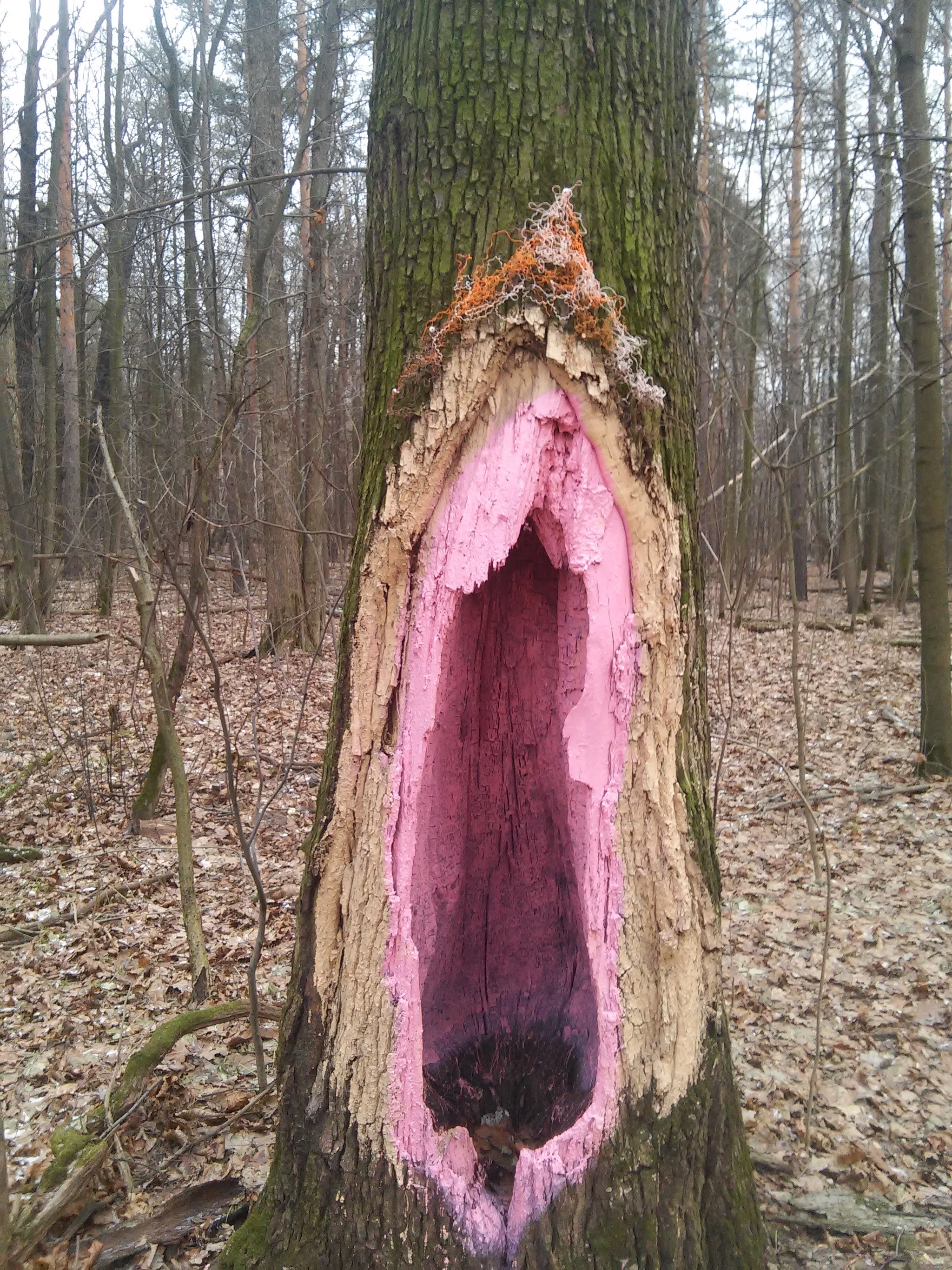 Mother Tree, or in p**do - My, Elk Island, Forest, Hollow, Tree of Life, Longpost