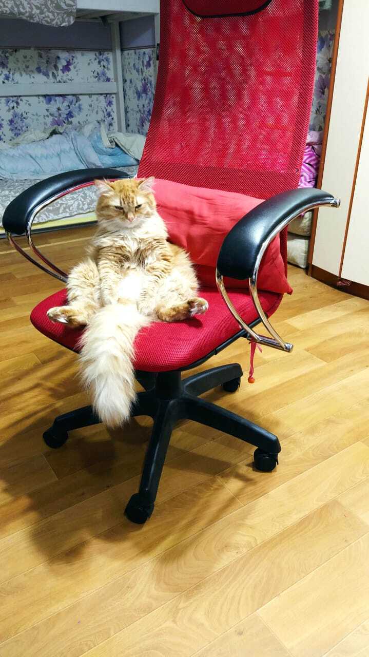 King of All - My, cat, Redheads, Fat cats, Sits on his butt, The president, Tsar, Director, Impudence, Tail, Fluffy, Paws, Washing, Sigh, Fatigue, Dream, Video, Longpost