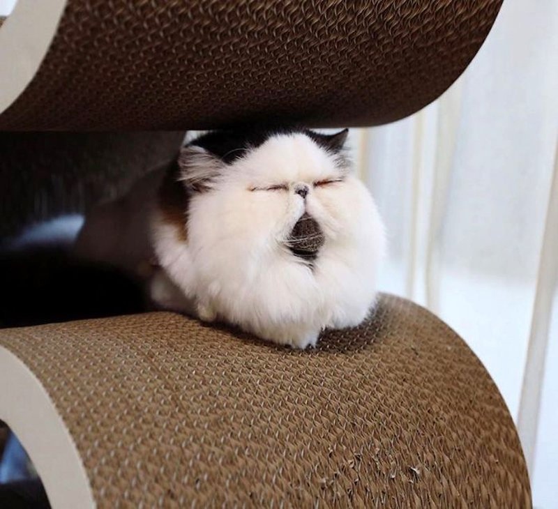 Котфуций | Пикабу