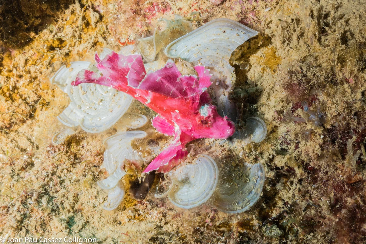 Ashmeyer's ScorpionFish: A sociopath who lives in an aquarium only alone. He will stab the rest with poisonous needles. - A fish, Animal book, Yandex Zen, Animals, Longpost, Scorpion, Marine life, Predatory animals