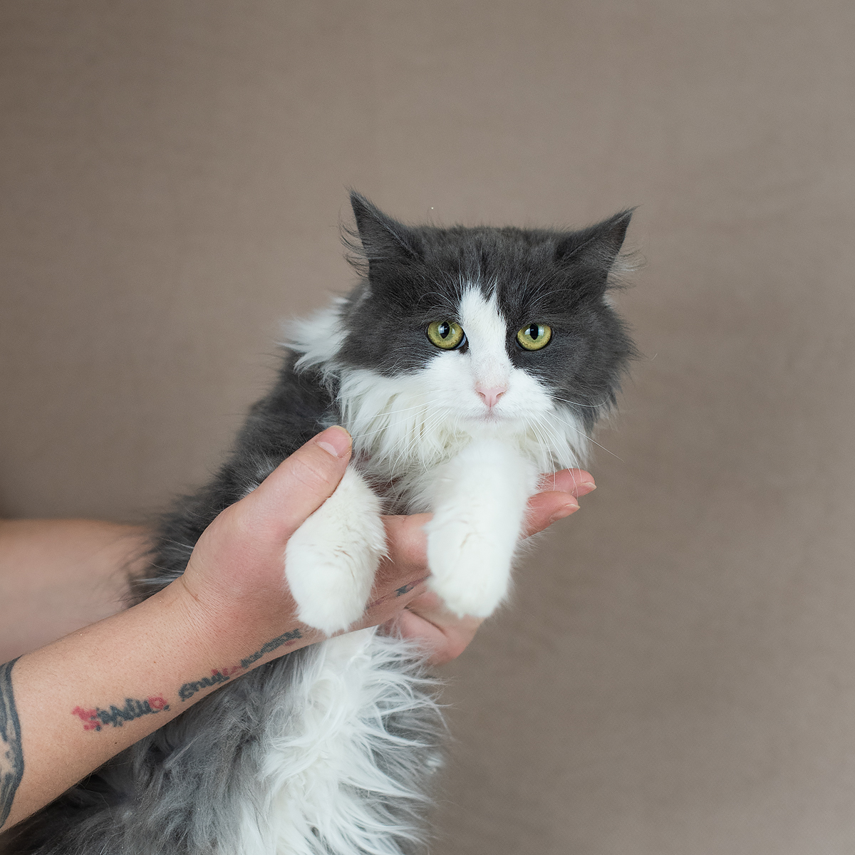 Tanuki in search of a home! - My, Moscow, No rating, cat, Pets, Animal shelter, Moscow region, Longpost, In good hands, Kittens