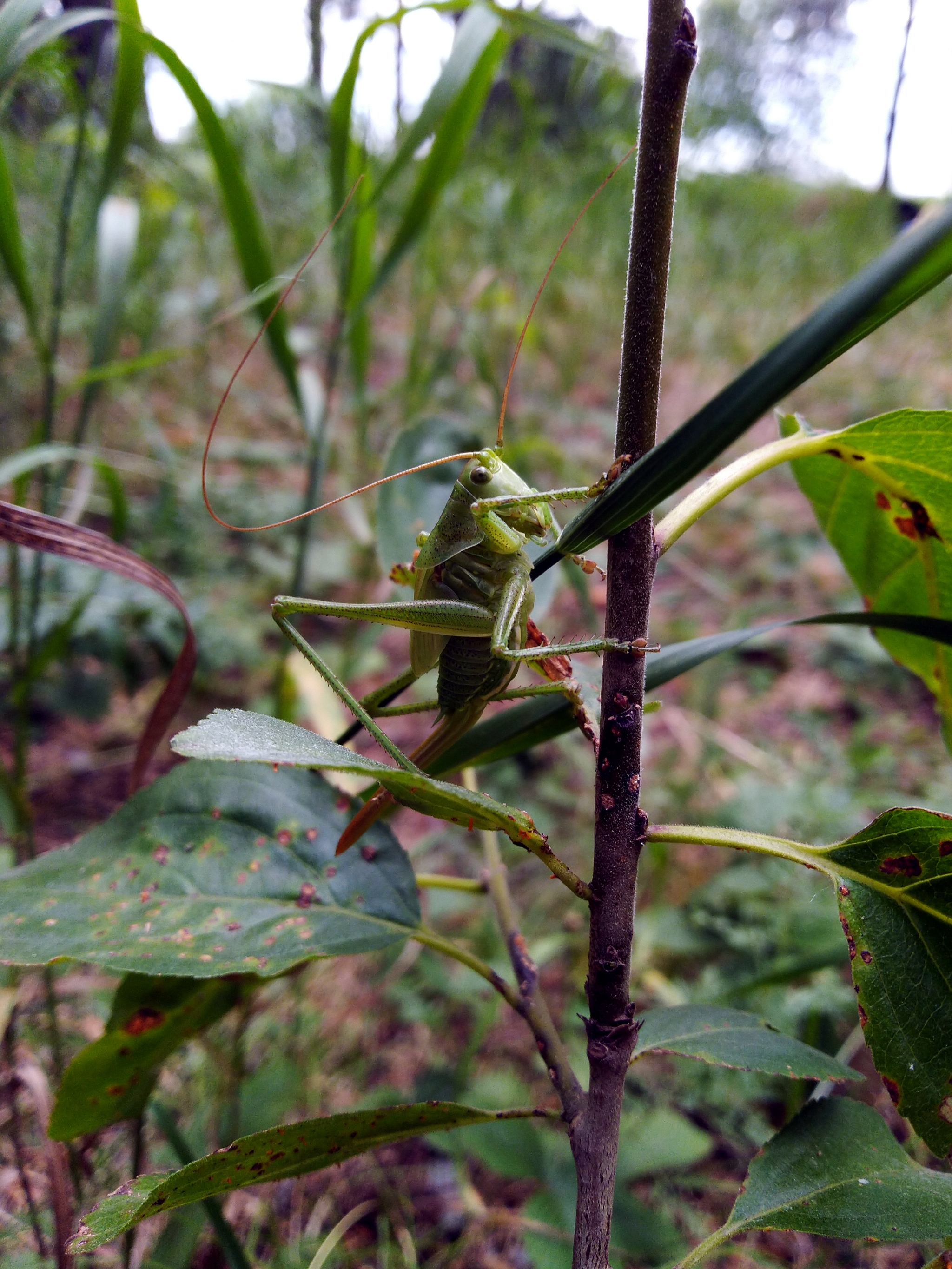 What does July smell like? - My, Mobile photography, Nature, Longpost