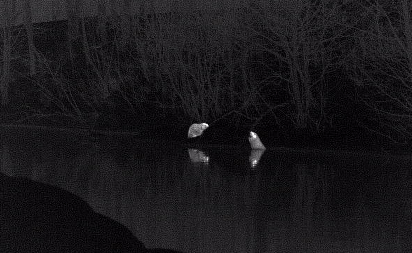 How did the BEAVERS of St. Petersburg celebrate Valentine's Day? - My, Beavers, Okkerville, Saint Petersburg, wildlife, The nature of Russia, Thermal imager, Each creature has a pair, Pavel Glazkov, Wild animals, beauty of nature, Longpost