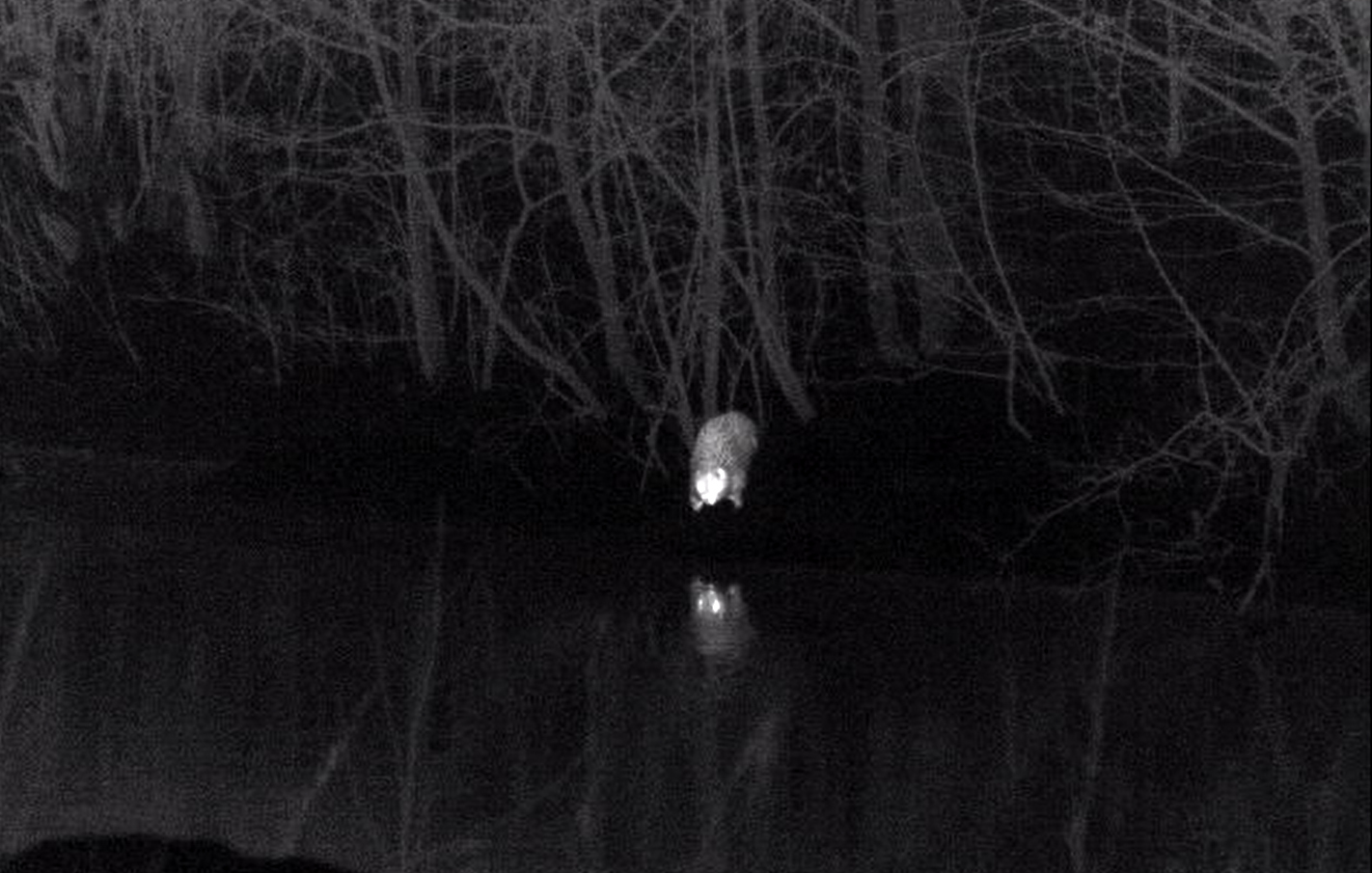 How did the BEAVERS of St. Petersburg celebrate Valentine's Day? - My, Beavers, Okkerville, Saint Petersburg, wildlife, The nature of Russia, Thermal imager, Each creature has a pair, Pavel Glazkov, Wild animals, beauty of nature, Longpost